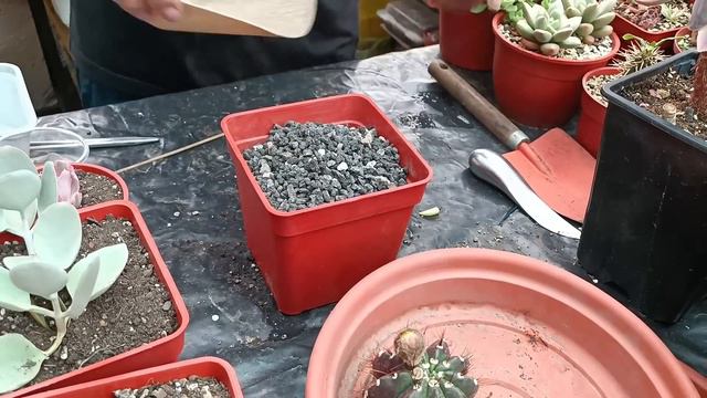 CAMBIO DE SUSTRATO Y MACETAS A LAS NUEVAS DE LA COLECCION #trasplante #suculentas #echeveria смотреть онлайн