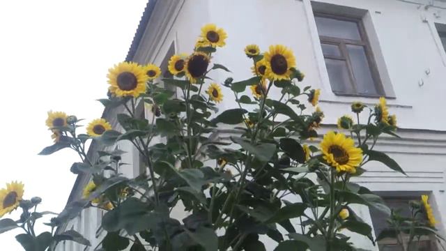 Елецкий подсолнух мутант (sunflower mutant) 🌻 смотреть онлайн