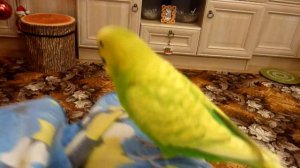 САМЫЙ ВЕСЕЛЫЙ РУЧНОЙ ВОЛНИСТЫЙ ПОПУГАЙ ТОША // зеленый попугайчик TV