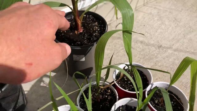 How to grow Washingtonia robusta part 12 смотреть онлайн