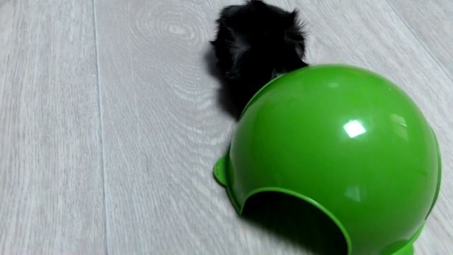 Наши Питомцы! Жорик Морская Свинка или Черепаха Жизнь Домашних Животных смотреть онлайн