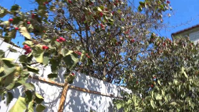 Влог : Больше не буду это сажать / Щенки от нас убегают. смотреть онлайн