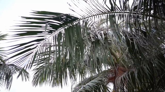 Наши первые Мальдивы. Скука смертная или райский отдых? Cколько стоит? Когда лететь? смотреть онлайн