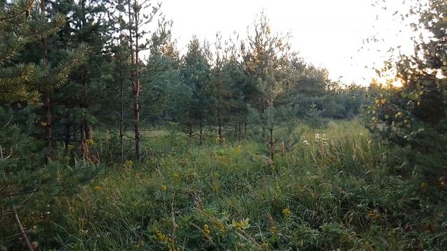 Вечером в лесу. ч.2. Август 2023 смотреть онлайн