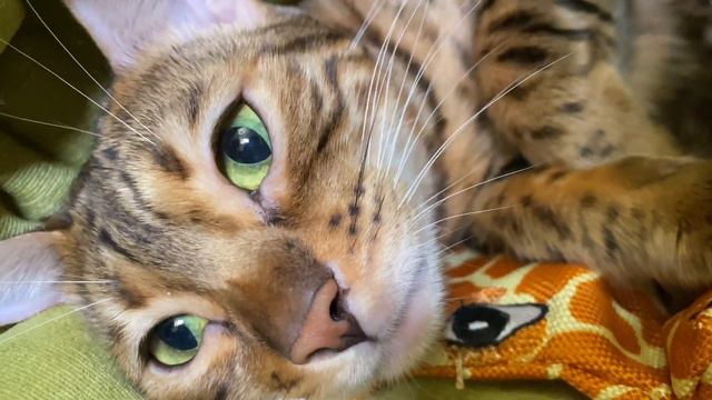 Cher And Her Kittens. Шэр и её котята.