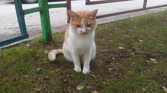 Мои звуки во сне,эксперимент: скрежет зубов,разговоры во сне,храп,хождение по комнате.