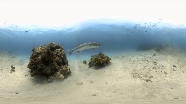 Parasites Removed from Barracuda | Wildlife in 360 VR смотреть онлайн