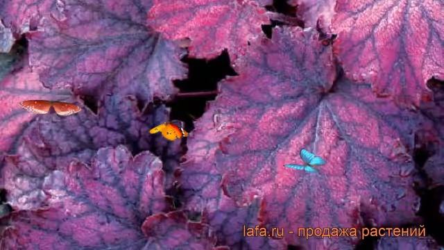 Гейхера гибридная Миднайт Байу ? обзор: как сажать, саженцы гейхеры Миднайт Байу смотреть онлайн