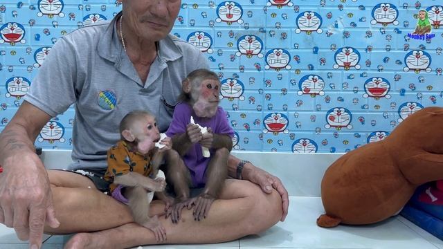 Monkey Baby And Sam Boy Has A Very Delicious Golden Sweet Potato