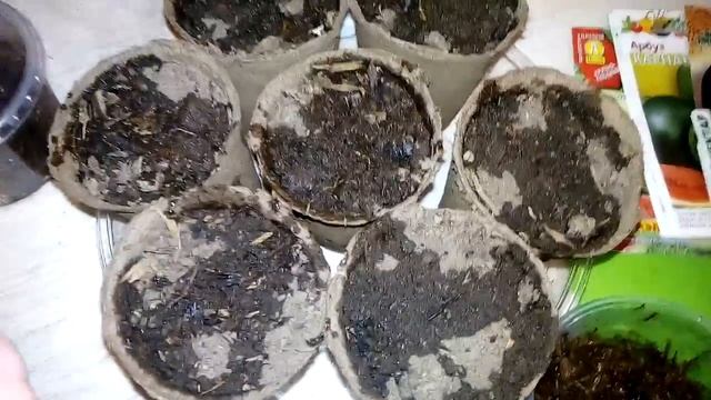 Сажаем расадным способом вымоченные семена арбуза, спустя 3 дня смотреть онлайн