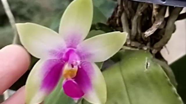Phalaenopsis Bellina