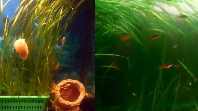 Ancistrus Dolichopterus,  прошел нерест Анциструса в кокосе