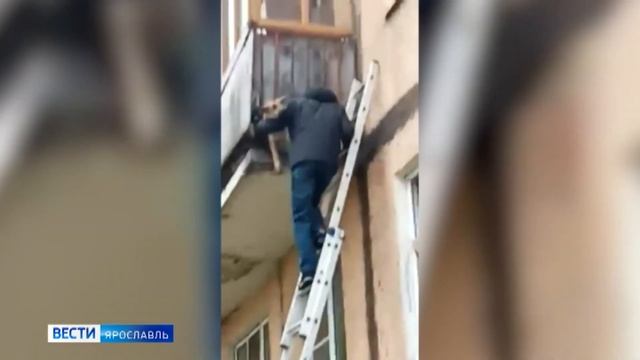 Уже живет сытой и довольной жизнью: продолжение истории собаки Рады из Тутаева смотреть онлайн