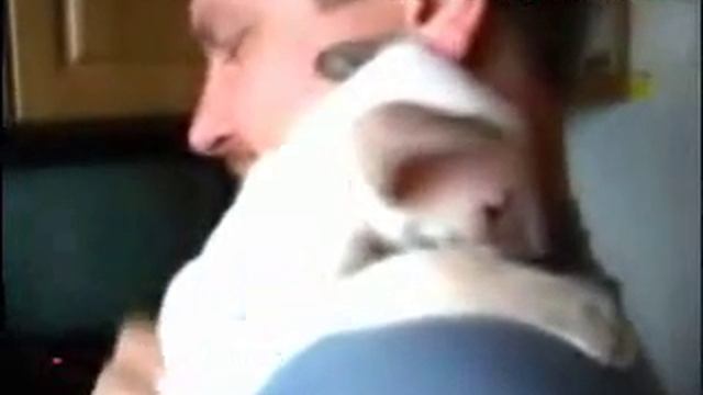 Loving Siamese Cat • Сиамская кошка и любовь