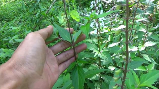 Cat's whiskers (Orthosiphon aristatus) смотреть онлайн