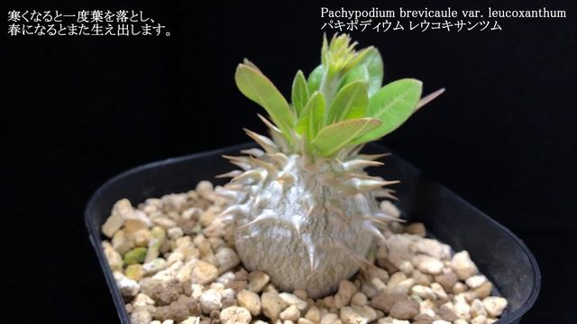 パキポディウム レウコキサンツム／ Pachypodium brevicaule var. leucoxanthum смотреть онлайн