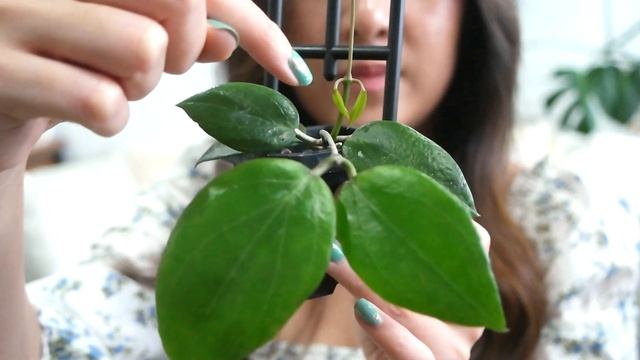 My Hoya Collection March 2021 | 30+ Hoyas