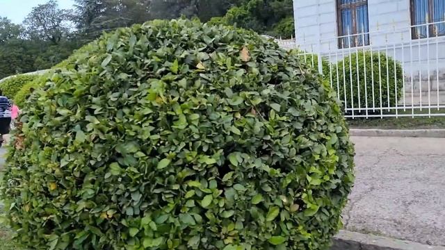 Наш отдых в Крыму. Купили вина. Ливадийский дворец смотреть онлайн