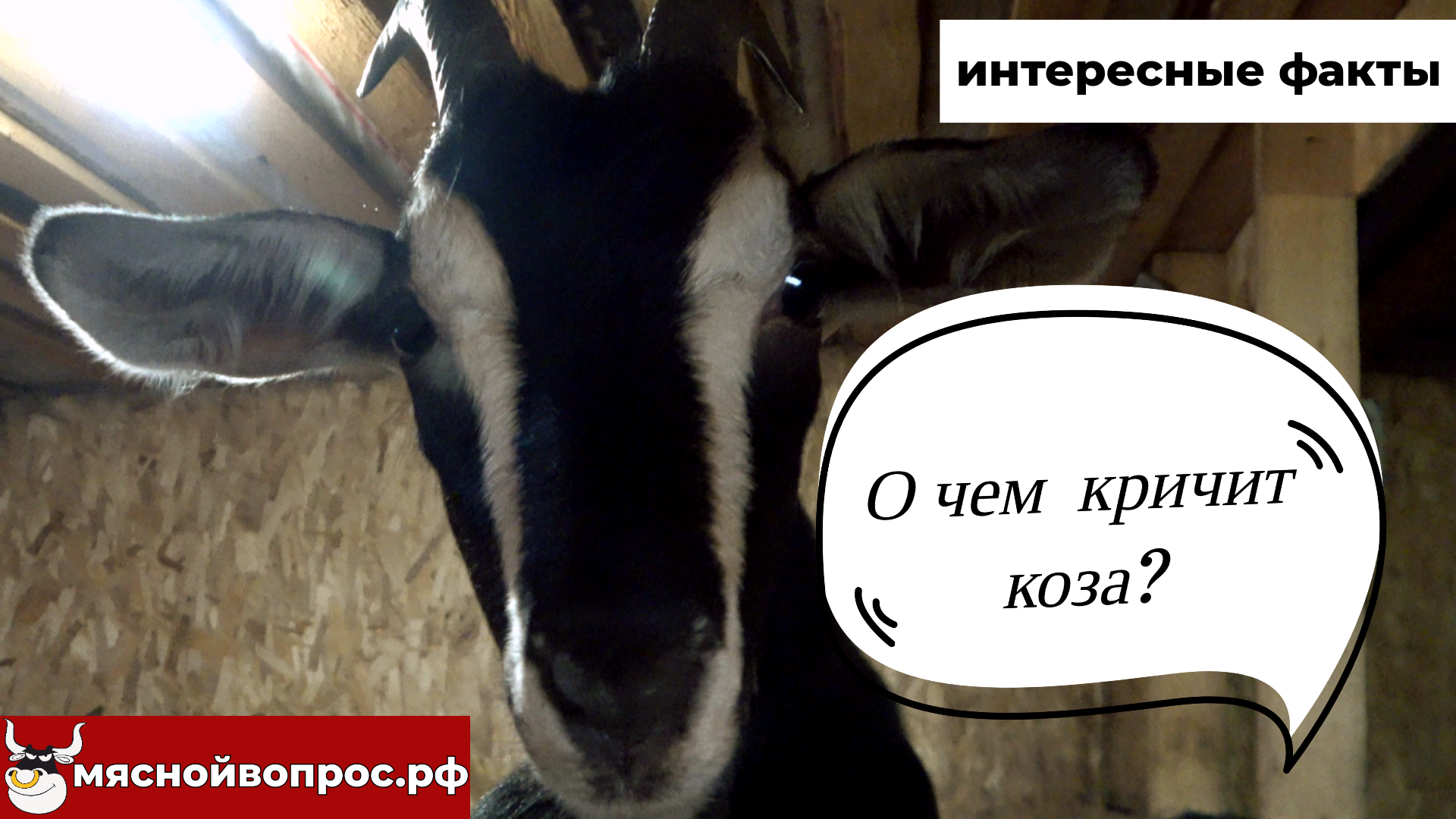 мяснойвопрос.рф - ИНТЕРЕСНЫЕ ФАКТЫ. О чем кричит коза? смотреть онлайн