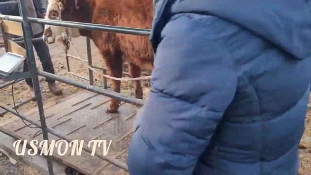МОЛБОЗОРИ ДУШАНБЕ: ЛЕНИНСКИЙ РАЙОН. @usmontv8342 @akbaralishukurov6097 смотреть онлайн