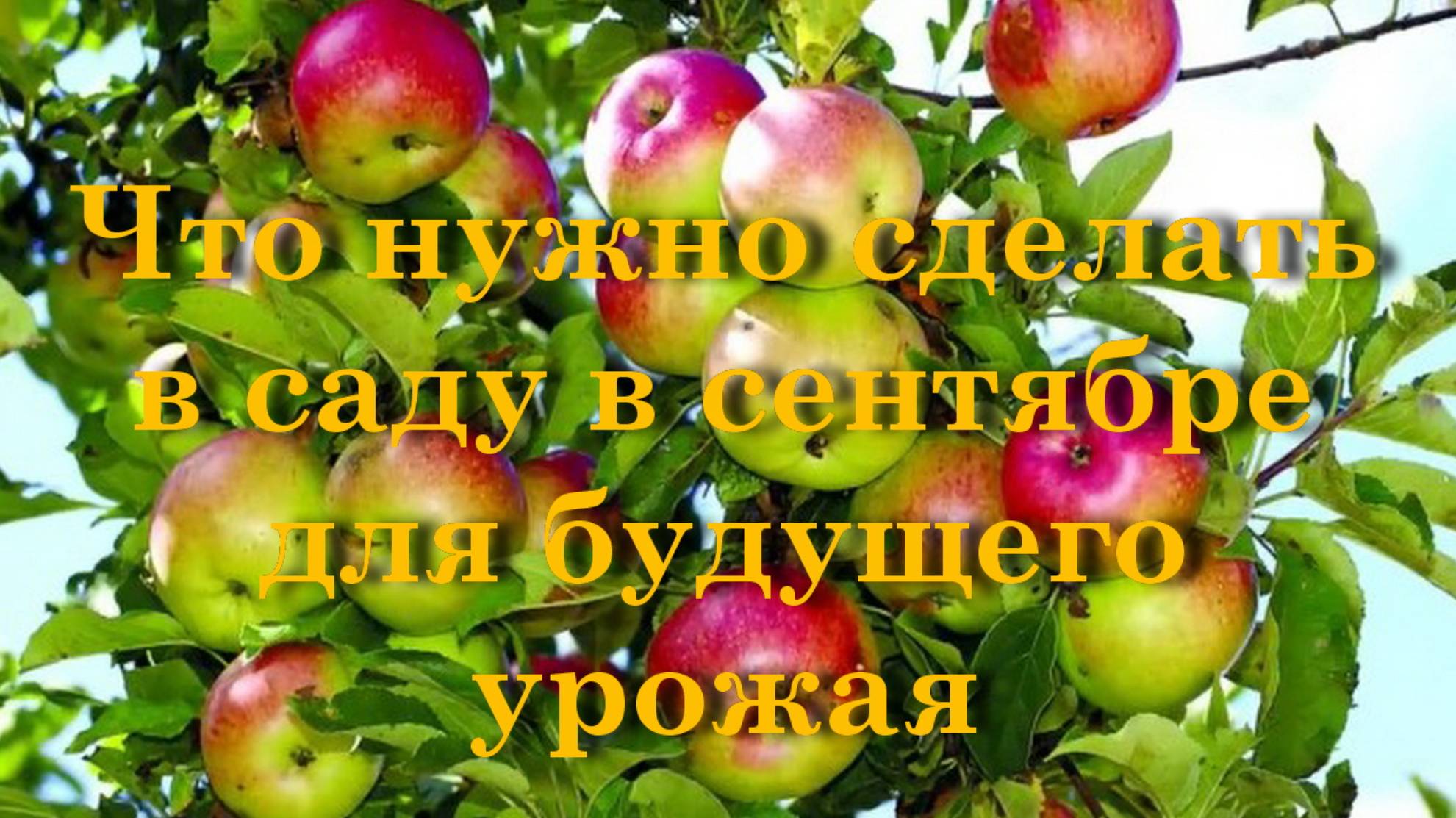 Что нужно сделать в саду в сентябре для будущего урожая смотреть онлайн