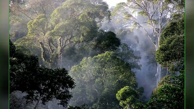 Джунгли Борнео||Звуки природы смотреть онлайн