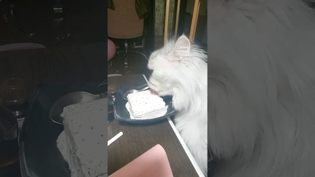 !!!как отучить кота от воровства еды смотреть онлайн