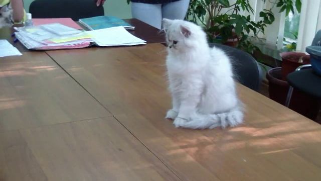 Грэй Мирада Дель Мар - персидская шиншилла