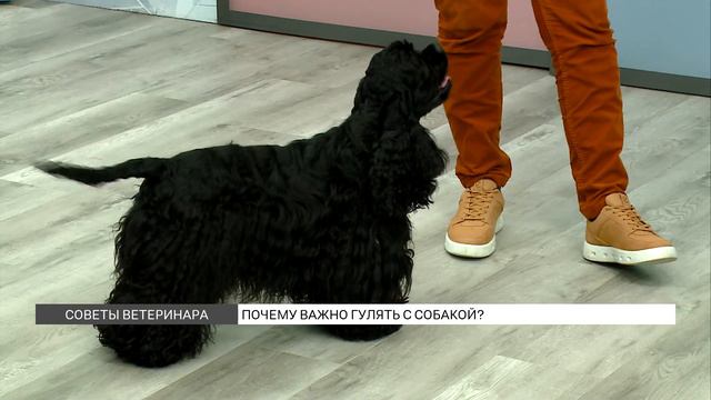 Почему важно гулять с собакой?