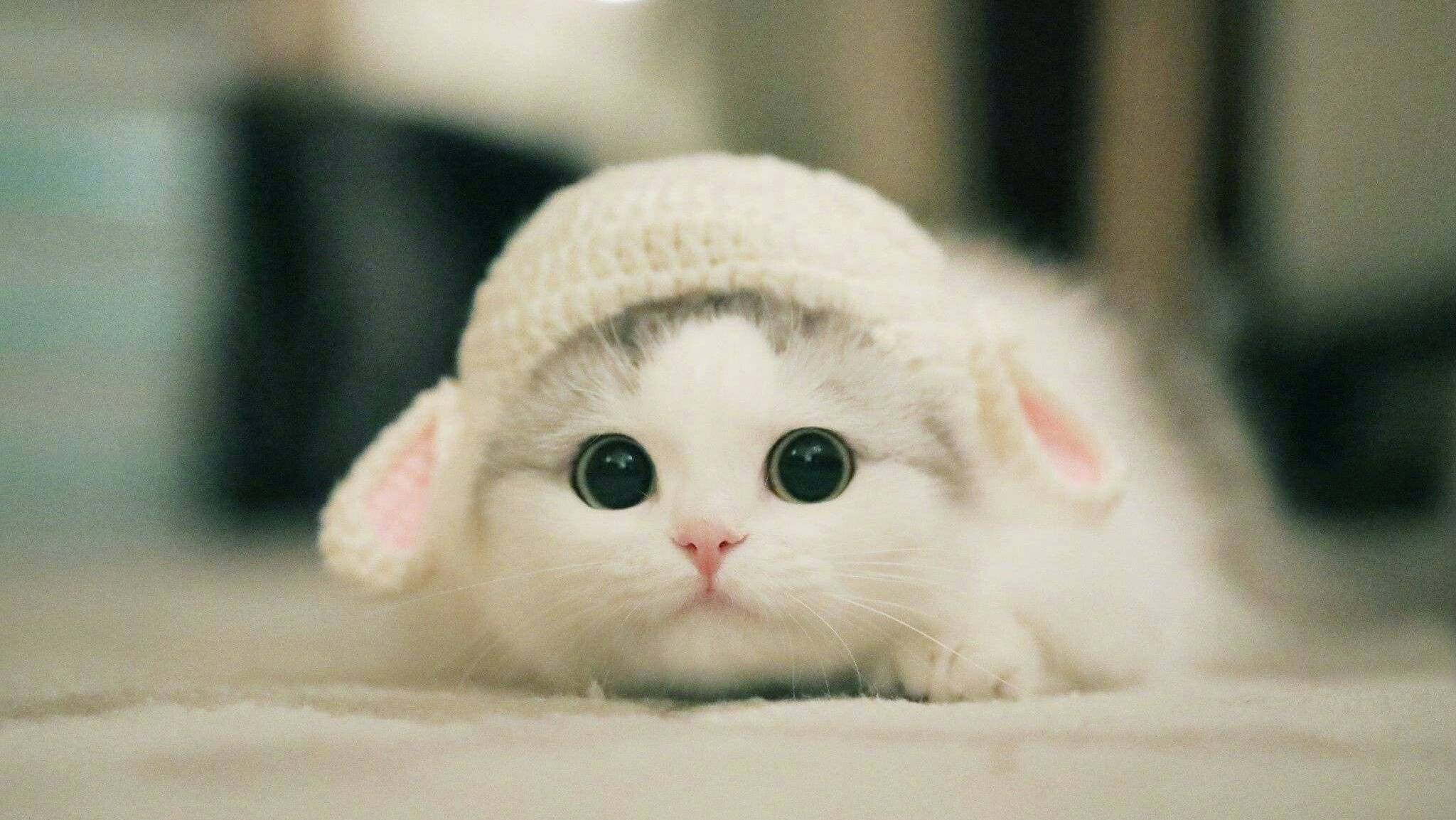 Милые и забавные котики 😹 Самые милые животные 2024 😹 #1 смотреть онлайн