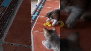 Смешные коты