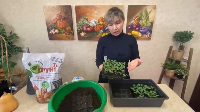 Рассада редиса букетным способом. Видео от Татьяны Щедриной смотреть онлайн