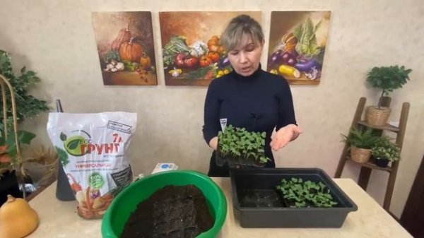 Рассада редиса букетным способом. Видео от Татьяны Щедриной