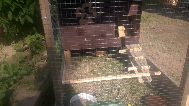 Сюрприз!!! А куры то и не бентамки вовсе!!! смотреть онлайн