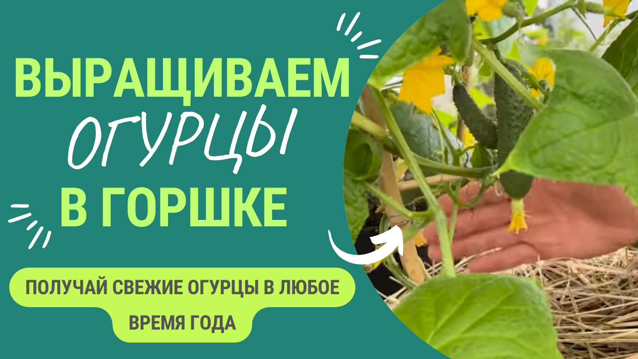 Хотите выращивать огурцы вне сезона и даже зимой? Рассказываем, как - реальный опыт. смотреть онлайн