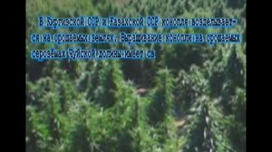 Воспоминания о Чуйской долине