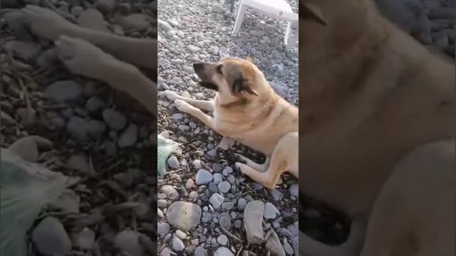 ОТВЕТ ЗАСЛАННЫМ/ ШАРИК СТРАДАЛ И НЕ ИЩИТЕ ОПДАВДАНИЙ ПРЕДАТЕЛЮ!!! смотреть онлайн