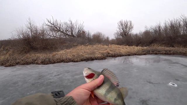 Бешенный клев окуня по последнему льду...танки грязи не бояться.... смотреть онлайн