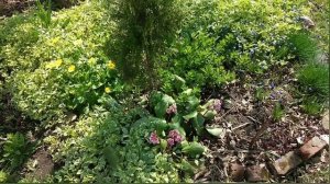 Американский клён.Как от него избавиться ?/Weeds control