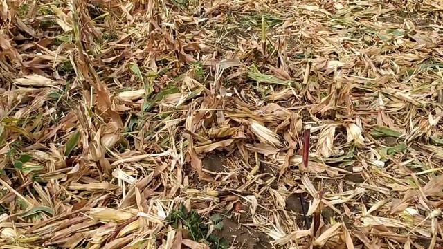 17.09.2021 збирання Декалб ДКС 5141, ФАО 430, 148 ц/га. смотреть онлайн