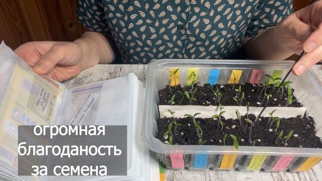 15 марта Всходы поимённо с пакетиками / Отличные всходы