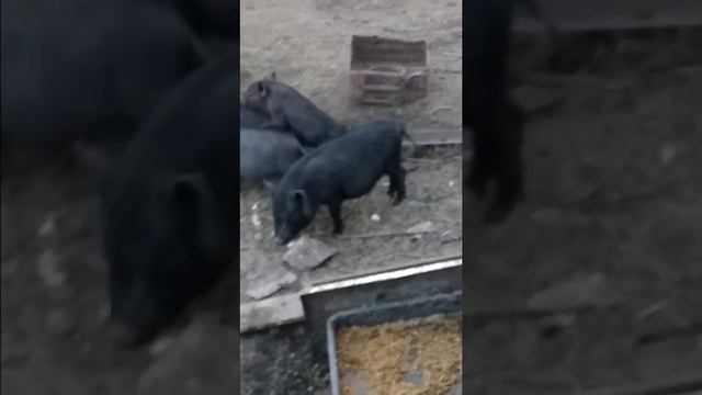 В каком возрасте хряк может покрыть свинку смотреть онлайн