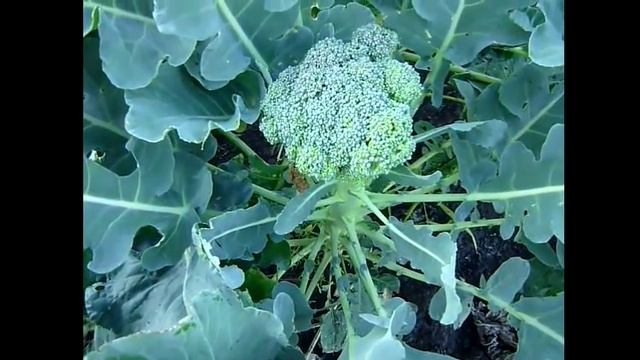 КАПУСТА.Тонкости выращивания. Капуста брокколи и брюссельская, когда срезать смотреть онлайн
