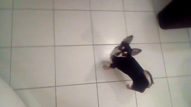 Funny cat and jumper dog;) смотреть онлайн