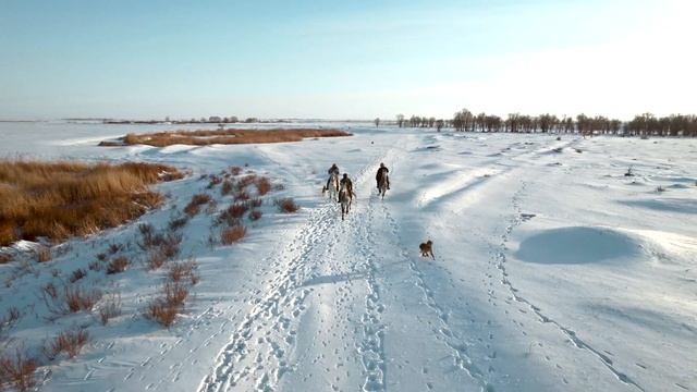 Собаки породы Тазы смотреть онлайн