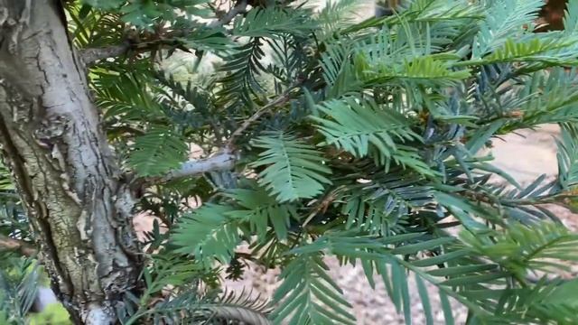 Coast Redwood Tree Bonsai / Sequoia Sempervirens / Summer pruning / June 2020 смотреть онлайн