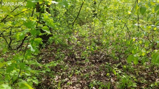 АДРЕНАЛИН ЗАШКАЛИВАЕТ, ЧЕРЕЗ КУСТЫ ЧТО-ТО МЧАЛОСЬ НА МЕНЯ! КОП УДАЛСЯ НА 100%. Поиск монет 2023 смотреть онлайн