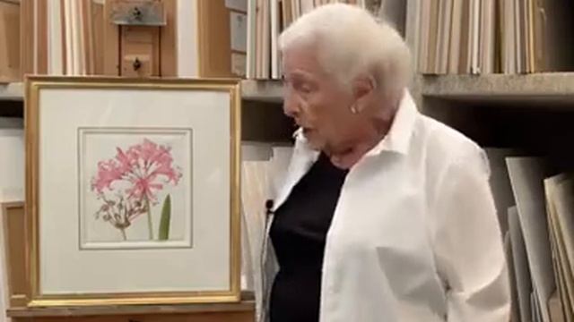 Dr. Shirley Sherwood presents: Nerine (Nerine bowdenii) by Margaret Stones смотреть онлайн
