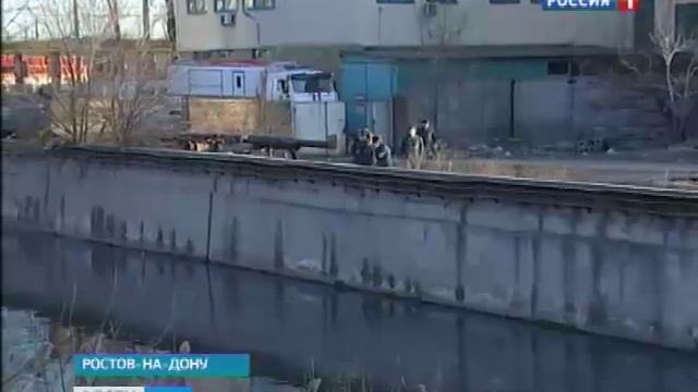 Животные ростовского центра бездомных животных смотреть онлайн