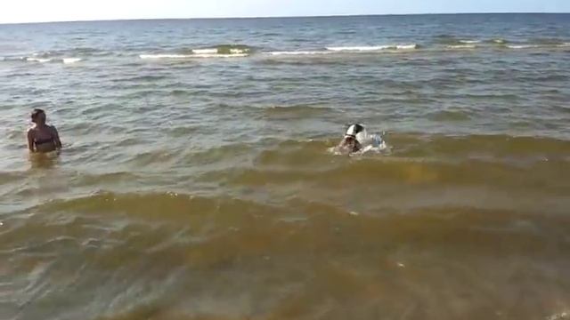 Бультерьер и море смотреть онлайн